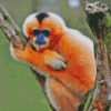 Gibbon Monkey Diamond Paintings