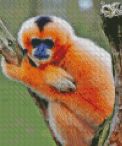 Gibbon Monkey Diamond Paintings