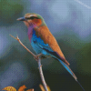 Lilac Roller African Bird Diamond Paintings