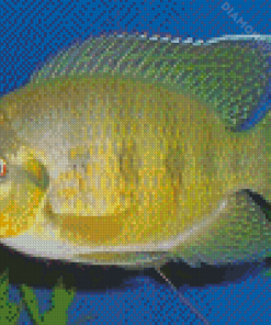 Yellow Tilapia Fish Diamond Paintings