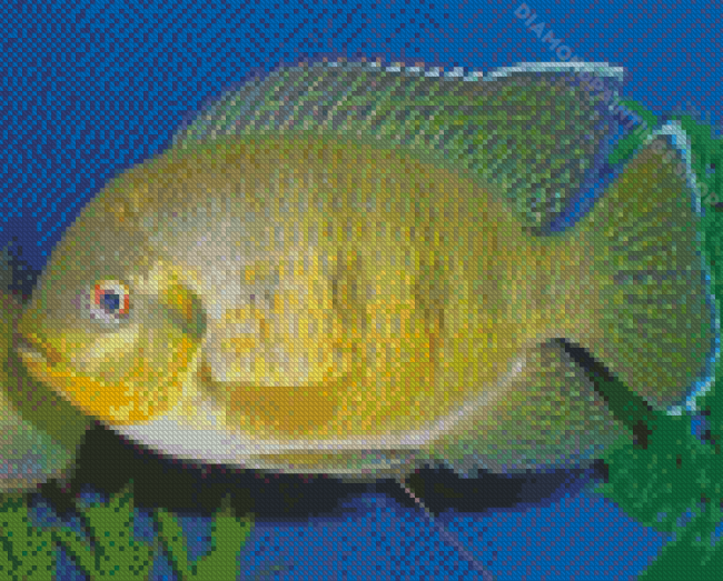 Yellow Tilapia Fish 5D Diamond Painting