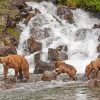 Alaska Grizzly Bears In Waterfall Diamond Painting