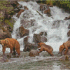 Alaska Grizzly Bears In Waterfall Diamond Paintings