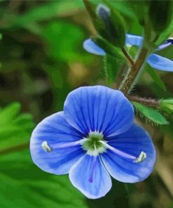 Blue Wildflower Diamond Painting