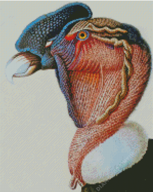 Close Up Condor Bird Diamond Paintings