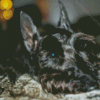 Close Up Scottish Terrier Dog Diamond Paintings