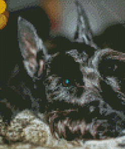 Close Up Scottish Terrier Dog Diamond Paintings