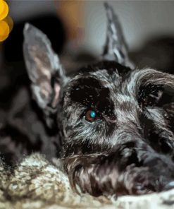 Close Up Scottish Terrier Dog Diamond Painting