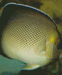 Cream Angelfish In The Water Diamond Paintings