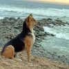 Dog On The Beach Diamond Painting