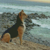Dog On The Beach Diamond Paintings