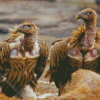 Himalayan Vulture Bird Diamond Paintings