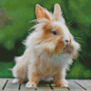 Lionhead Rabbit Diamond Paintings