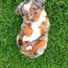 Mini Australian Shepherd Puppy Diamond Painting