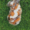 Mini Australian Shepherd Puppy Diamond Paintings