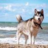 Siberian Husky On The Beach Diamond Painting