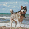 Siberian Husky On The Beach Diamond Paintings