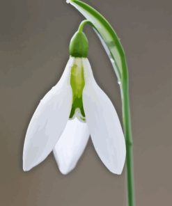 Snowdrop Flower Diamond Painting