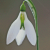 Snowdrop Flower Diamond Paintings