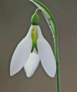 Snowdrop Flower Diamond Paintings