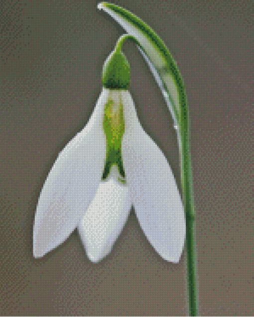 Snowdrop Flower Diamond Paintings