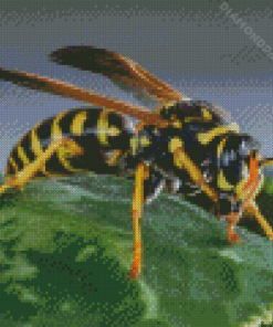 Yellow Jacket Insect Diamond Paintings