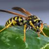 Yellow Jacket Insect Diamond Painting