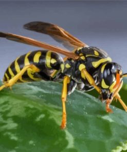 Yellow Jacket Insect Diamond Painting