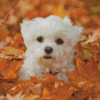 Adorable Bichon Maltais Diamond Paintings