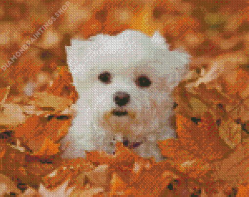 Adorable Bichon Maltais Diamond Paintings