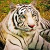 Aesthetic Albino Tiger Diamond Painting