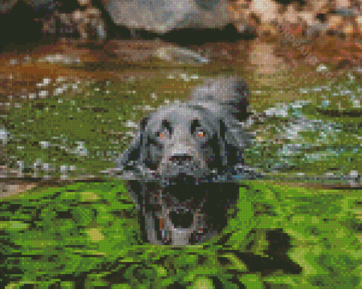 Black Dog In Water Diamond Paintings