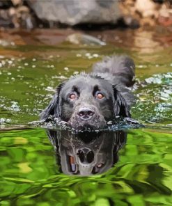Black Dog In Water Diamond Painting