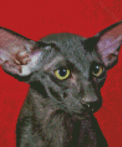 Black Oriental Shorthair Cat Diamond Paintings