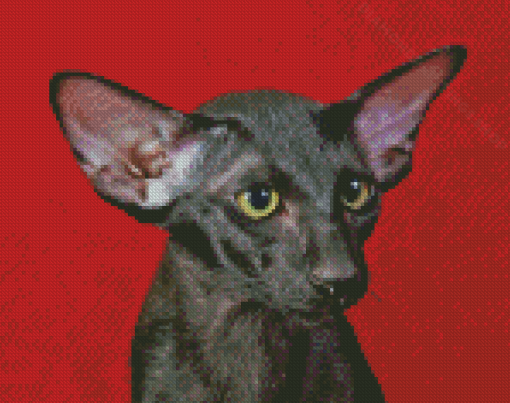 Black Oriental Shorthair Cat Diamond Paintings