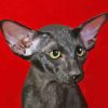 Black Oriental Shorthair Cat Diamond Painting