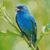 Cool Blue Oriole Bird Diamond Paintings