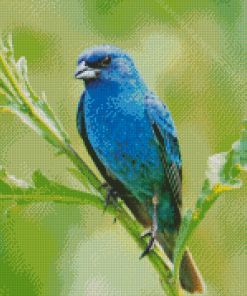 Cool Blue Oriole Bird Diamond Paintings