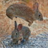 Leaping Rabbit Animal Diamond Paintings