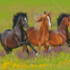 Mustang Horses Diamond Paintings