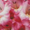 Pink Gladiolus Flower Diamond Paintings