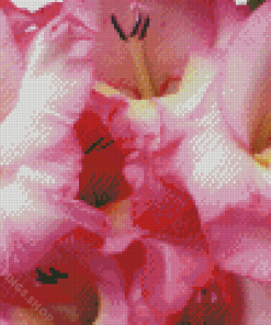 Pink Gladiolus Flower Diamond Paintings