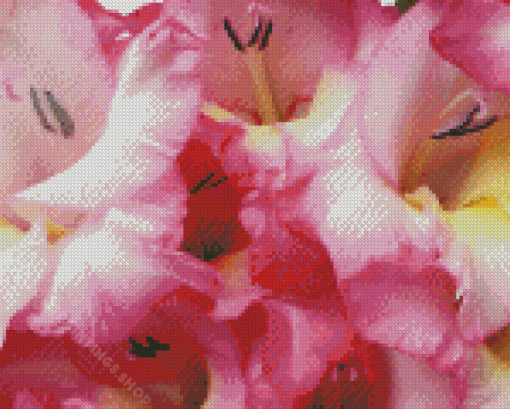 Pink Gladiolus Flower Diamond Paintings