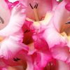 Pink Gladiolus Flower Diamond Painting