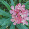 Pink Oleanders Diamond Paintings