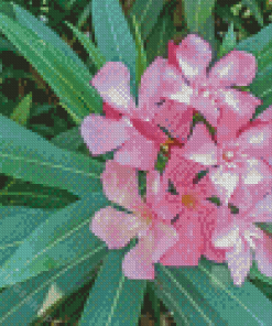 Pink Oleanders Diamond Paintings