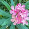 Pink Oleanders Diamond Painting