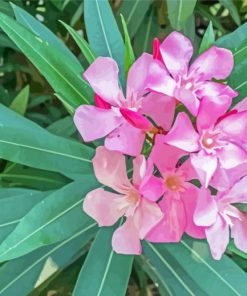 Pink Oleanders Diamond Painting