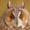 Red Eyed Owl Bird Diamond Painting
