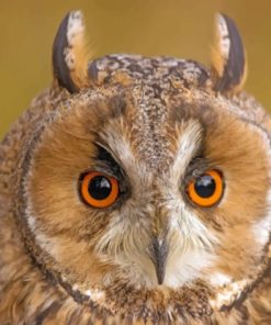 Red Eyed Owl Bird Diamond Painting